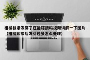 柑橘枝条发芽了还能嫁接吗视频讲解一下图片（柑橘嫁接后发芽过多怎么处理）