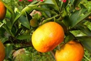柑橘春季抹芽技术（柑橘刻芽技术）
