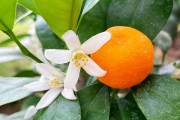 蜜桔什么时候发芽开花(蜜桔什么时候种植最好)