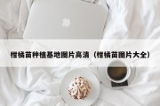 柑橘苗种植基地图片高清（柑橘苗图片大全）
