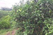 耙耙柑什么季节种植好(耙耙柑几月)