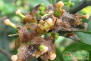 柑橘褐腐病防治方案及措施图片大全视频教程(柑橘褐色蒂腐病)