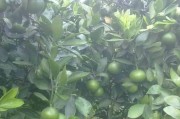 柑橘栽培技术的参考文献（低山发展什么品种的柑橘最好）
