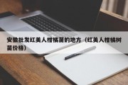 安徽批发红美人柑橘苗的地方（红美人柑橘树苗价格）