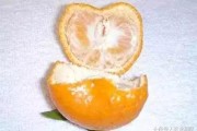 柑橘幼果期是什么时候开花（如何让橘子树开花结果）