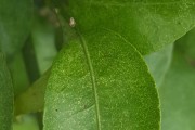 柑橘红蜘蛛发生时间是多少年的(柑橘树红蜘蛛很多用什么农药治打)