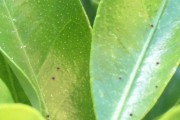 柑橘红蜘蛛危害图片(柑橘红蜘蛛危害图片高清)