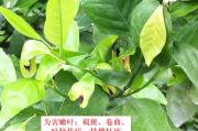 柑橘褐斑病最佳治疗方法(柑橘褐斑病最佳治疗方法是)