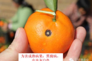 柑橘褐斑病是细菌还是真菌(柑橘褐斑病防治技术)