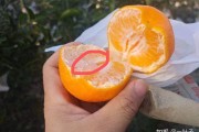 春见和不知火名字来由一样吗知乎小说(春见 不知火)
