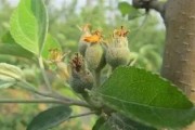 柑橘幼果期不能用哪些药物代替（苹果落花后套袋前的三遍药）