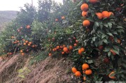 沃柑的优点和缺点(沃柑的特点,品质,口感)
