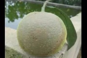 柑橘褐腐病特效药是什么(柑橘褐色蒂腐病)
