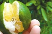 柑橘栽培技术的参考文献是什么样的（注册信息科技公司的经营范围怎样填写）