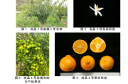 默科特苗木价格行情参考心里有数再下手