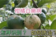 柑橘白癞病上果后用什么药好(桔子白癞病用什么杀菌剂)