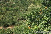 柑橘栽培技术培训总结怎么写范文（领导熟悉专业领域及特长怎么写）