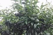 沃柑药害怎么处理(沃柑病虫害12个月管理)