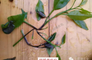 治疗柑橘褐斑病的药有哪些图片和功效(治疗柑橘褐斑病的药有哪些图片和功效呢)