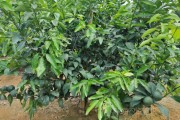 柑橘褐腐病防治药剂配方表图片大全集(柑橘疫菌褐腐病用什么农药防治)