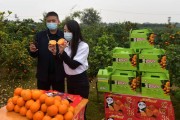 收购爱媛怎么区分果品（果冻橙是转基因吗）