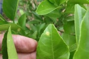 柑橘褐腐病和炭疽病的区别(柑橘褐腐病特效药)