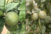 柑橘红蜘蛛打不死用什么药治疗(柑橘有红蜘蛛打什么药效果最好)