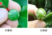 柑橘白癞病发生原因是什么(柑橘白癞病怎么治疗)