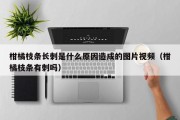 柑橘枝条长刺是什么原因造成的图片视频（柑橘枝条有刺吗）