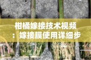 柑橘嫁接技术视频：嫁接膜使用详细步骤与操作要点解析