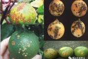 柑橘白粉病在果实上的症状(柑橘白粉病防治)