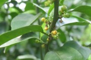 柑橘幼果是什么样子（柑橘太阳果裂果7月高发）