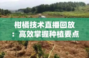 柑橘技术直播回放：高效掌握种植要点全程实用干货一网打尽