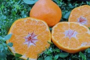 春见可以存放多久(春见保存温度)