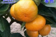 由良蜜桔产地批发价格(由良蜜桔正宗苗那有卖)