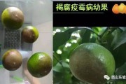 柑橘褐腐病特效药是什么药(柑橘褐腐病特效药是什么药)