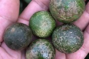 柑橘白癞病危害症状及防治方法(柑橘白赖病用什么药预防)
