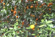 柑橘栽培技术的参考文献怎么写（蔬菜和水果可以相互替代吗）