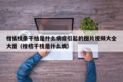 柑橘枝条干枯是什么病症引起的图片视频大全大图（柑桔干枝是什么病）