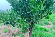 柑橘幼果期打什么药防虫害（绿颖矿物油在柑橘上用法）