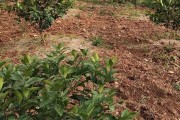 沃柑种植施肥视频(沃柑种植施肥视频大全)