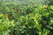 柑橘白粉病症状特点图片高清(柑橘白粉病症状特点图片高清大全)