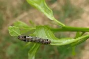 柑橘幼果期能不能用毒死蜱消毒（噻虫毒死蜱能不能杀蓟马）