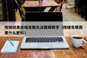 柑橘枝条水培生根方法视频教学（柑橘生根需要什么肥料）