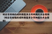 明日见柑橘的成熟期是多少天啊图片大全视频（明日见柑橘的成熟期是多少天啊图片大全视频）