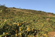 由良蜜桔适合在哪里种植(由良蜜桔正宗苗那有卖)