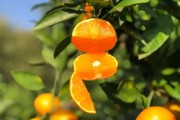 中国蜜桔排行榜前十名(中国最好吃的蜜桔排名)