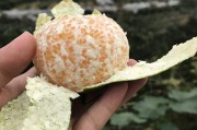 春见与明日见的优点和缺点(春见和明日见的区别)