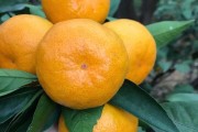 由良蜜桔苗什么价格(由良蜜桔种植前景)