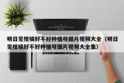 明日见柑橘好不好种植呀图片视频大全（明日见柑橘好不好种植呀图片视频大全集）